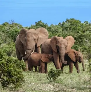 Amboseli National Park – Kenya