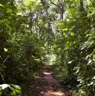 KAKAMEGA FOREST NATIONAL PARK
