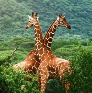 Kidepo Valley National Park 1