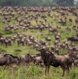 Mara Naboisho Conservancy