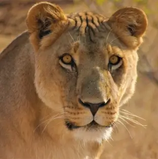 Mara Triangle Conservancy
