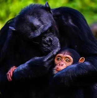 Ngamba Island Chimpanzee Sanctuary 1