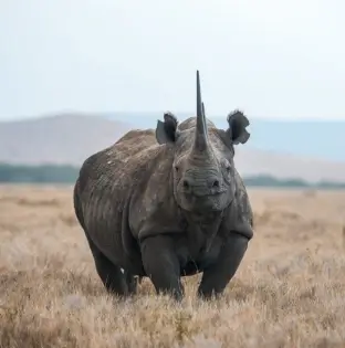 Ol Pejeta Wildlife Sanctuary
