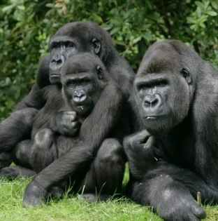 Queen Elizabeth National Park