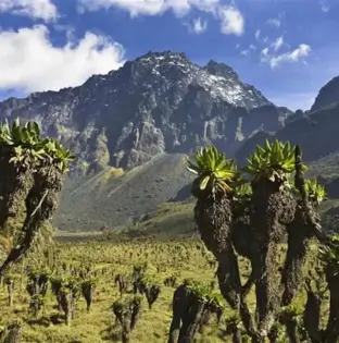 Rwenzori Mountains National Park 1