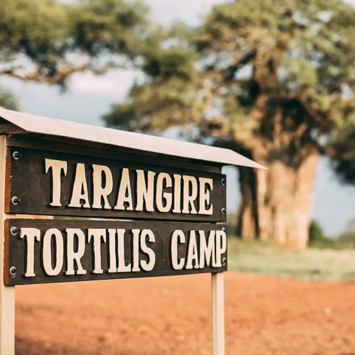 Tarangire Tortilis Camp 1