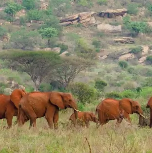 Tsavo East National Park – Kenya