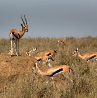 Akagera National Park