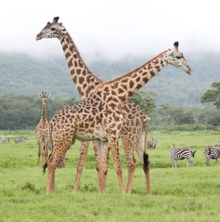 Arusha National Park