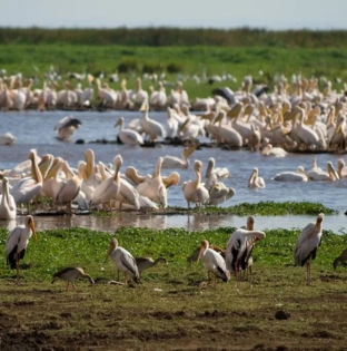 Lake Manyara National Park