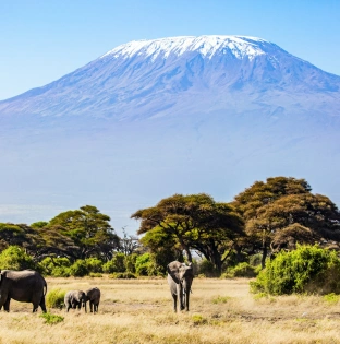 Mt Kilimanjaro