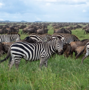 Serengeti National Park