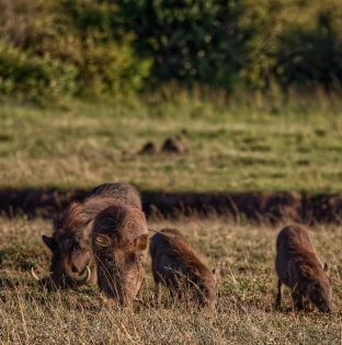 Tarangire National Park